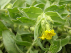 Alkanna orientalis