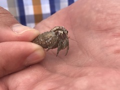 Coenobita rugosus