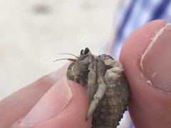 Coenobita rugosus
