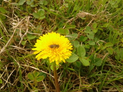 Asemosyrphus mexicanus