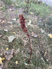 Rumex pseudonatronatus