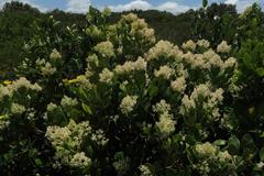 Olea capensis capensis