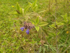Salvia bogotensis
