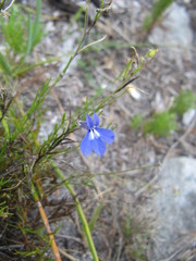 Lobelia setacea
