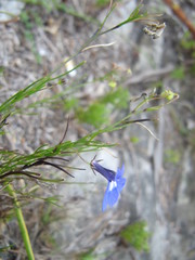 Lobelia setacea