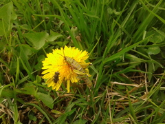 Agesander ruficornis