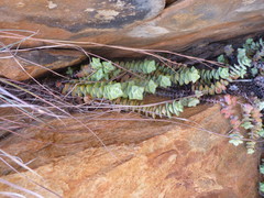 Crassula perforata perforata