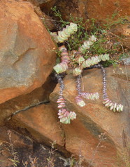 Crassula perforata perforata
