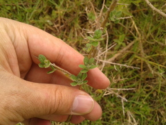 Lycianthes lycioides