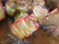 Crassula perforata perforata