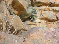 Crassula perforata perforata