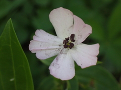 Microbotryum saponariae