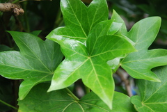 Hedera iberica
