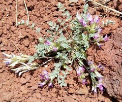 Astragalus calycosus