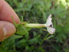Microbotryum saponariae