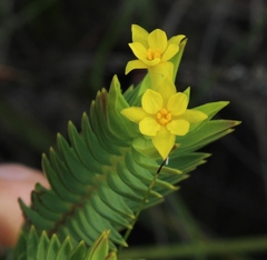 Gnidia styphelioides