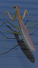 Tenodera sinensis