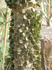 Alluaudia ascendens