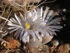 Lithops marmorata
