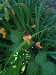 Hylodesmum repandum