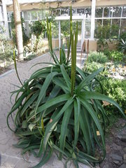 Aloe alooides
