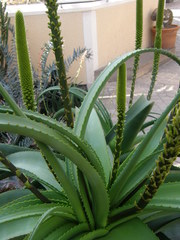 Aloe alooides