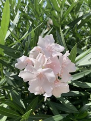 Nerium oleander