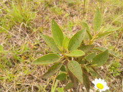 Chromolaena leivensis