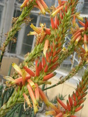 Aloe cryptopoda