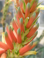 Aloe cryptopoda
