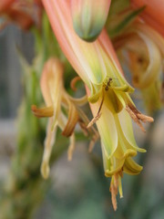 Aloe cryptopoda