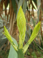 Aloe rubroviolacea