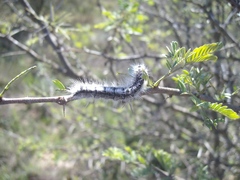 Anadiasa punctifascia