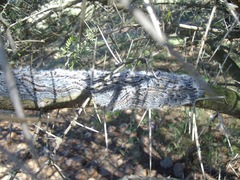 Anadiasa punctifascia