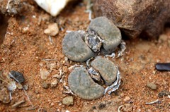 Lithops localis