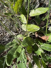 Grevillea laurifolia