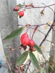 Rosa glauca