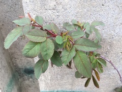 Rosa glauca