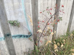 Rosa glauca