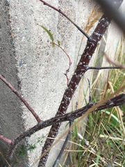 Rosa glauca