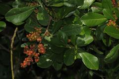 Searsia lucida lucida