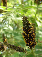Amorpha glabra