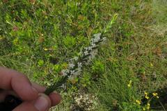 Struthiola hirsuta