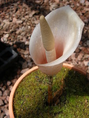Amorphophallus bulbifer