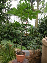 Amorphophallus bulbifer