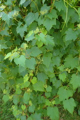 Ampelocissus