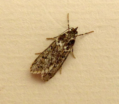 Diurnea fagella