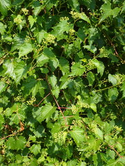 Ampelocissus