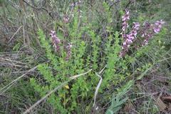 Syncolostemon transvaalensis