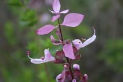 Syncolostemon transvaalensis